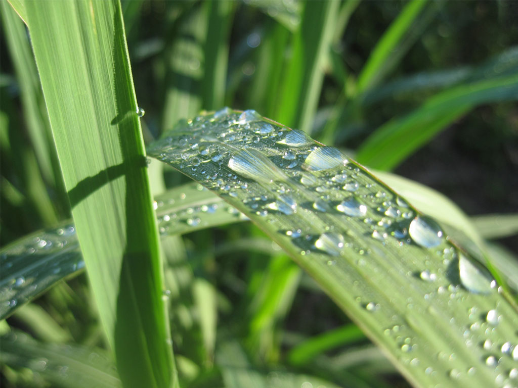 That is why Miscanthus can be grown almost anywhere