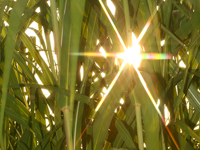 News - How can Miscanthus be efficiently integrated into agricultural production systems?