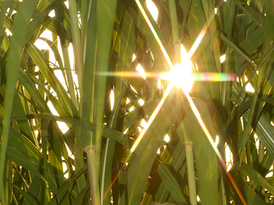 Entwicklung von neuen Baustoffen aus schnell wachsenden Pflanzen wie Miscanthus und Paulownia für Primärkonstruktionen