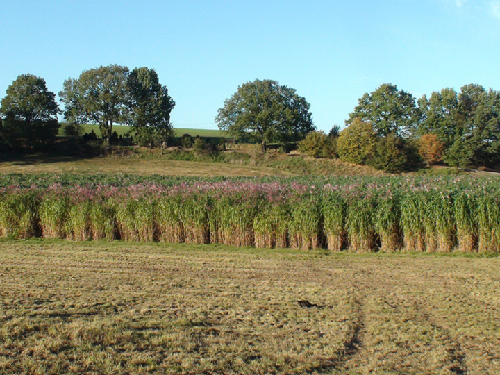 Darum ist Miscanthus nachhaltiger als andere Rohstoffe