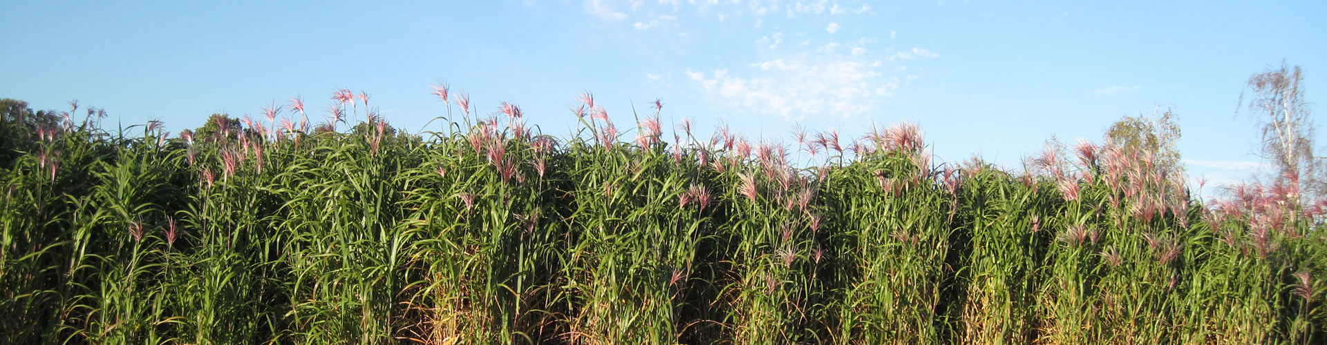 That is why Miscanthus is more sustainable than other raw materials
