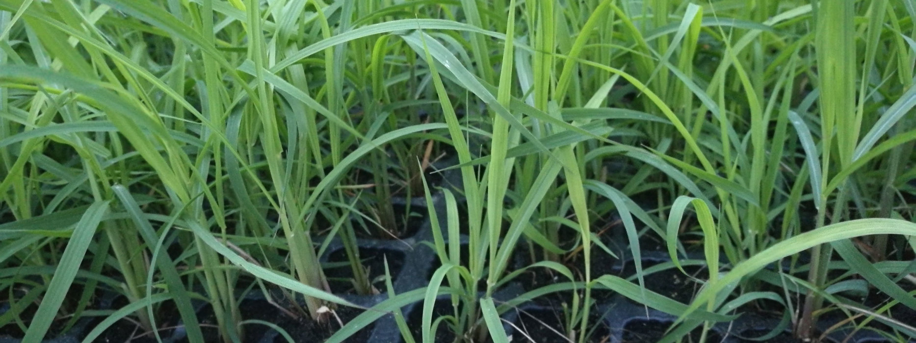 Darum lässt sich Miscanthus fast überall anbauen