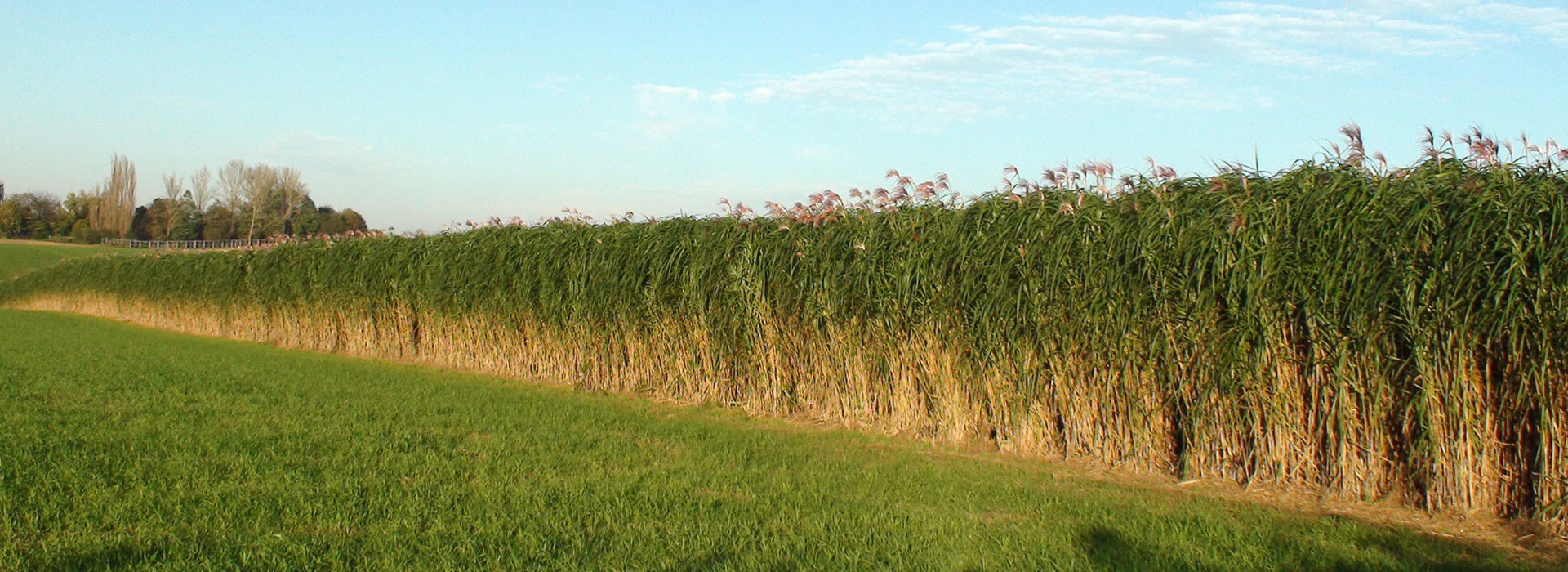 Miscanthus