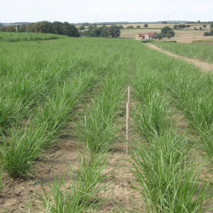 Bild Miscanthus im Herbst nach In-vitro Pflanzung