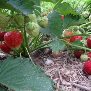 Bild Mulchabdeckung - Erdbeeren