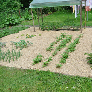 Bild Mulchabdeckung - gartenbeet