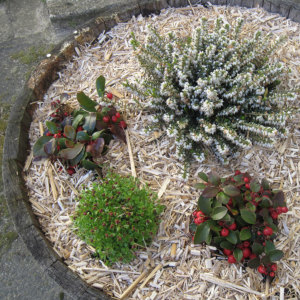 Bild Mulch cover - tub plants