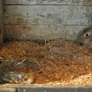 Bild Animal bedding for small animals