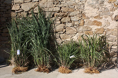 Selection of different Miscanthus varieties